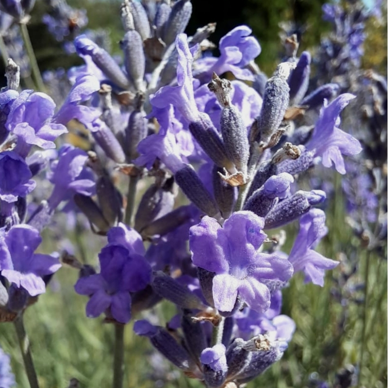 Lavanda copy